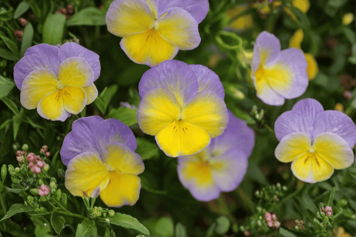Halo Lemon Frost Horned Violet Viola cornuta – 4-Inch Live Plant