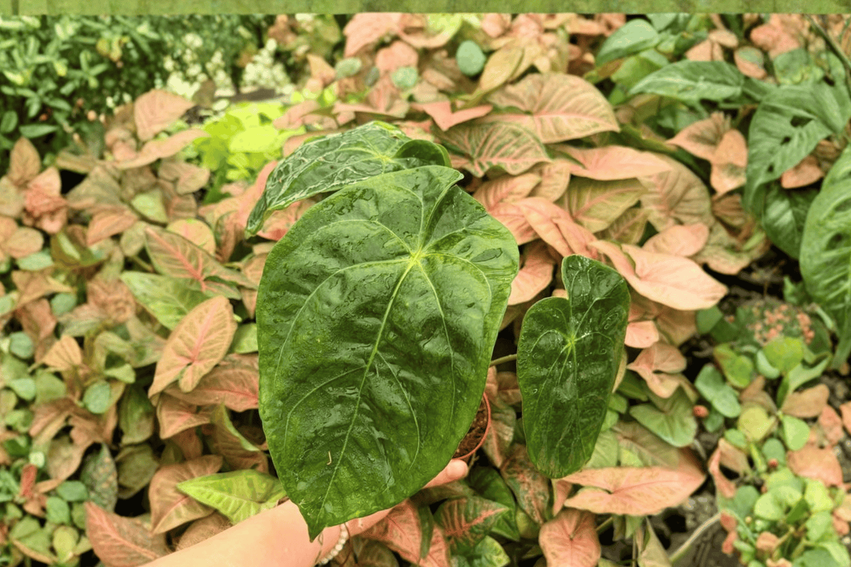 Anthurium Papi x Hulk - 2 Exact Live Plants in 4-Inch Pots