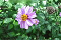 Bidens ferulifolia 'Pretty in Pink' Beggarticks Live Plant | 4-Inch Pot