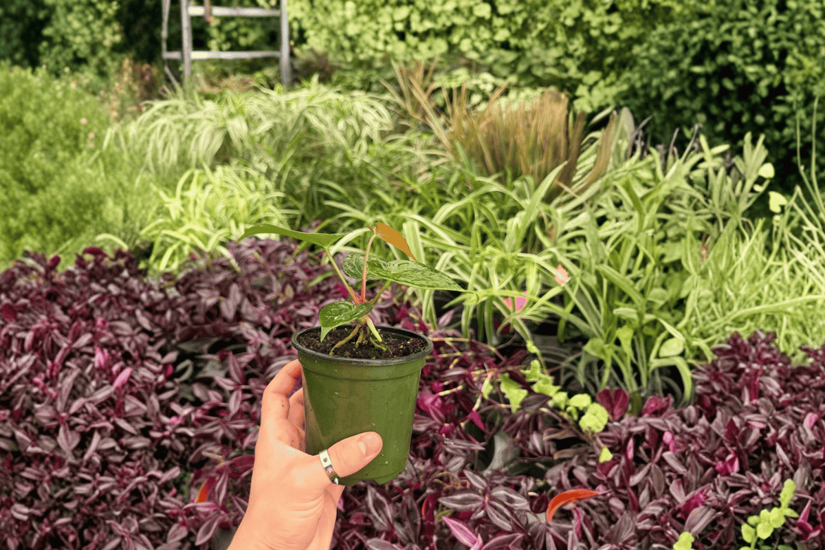 Anthurium Papillilaminum x Dressleri | 2 Live Plants in 4" Pots (Exact Plants)