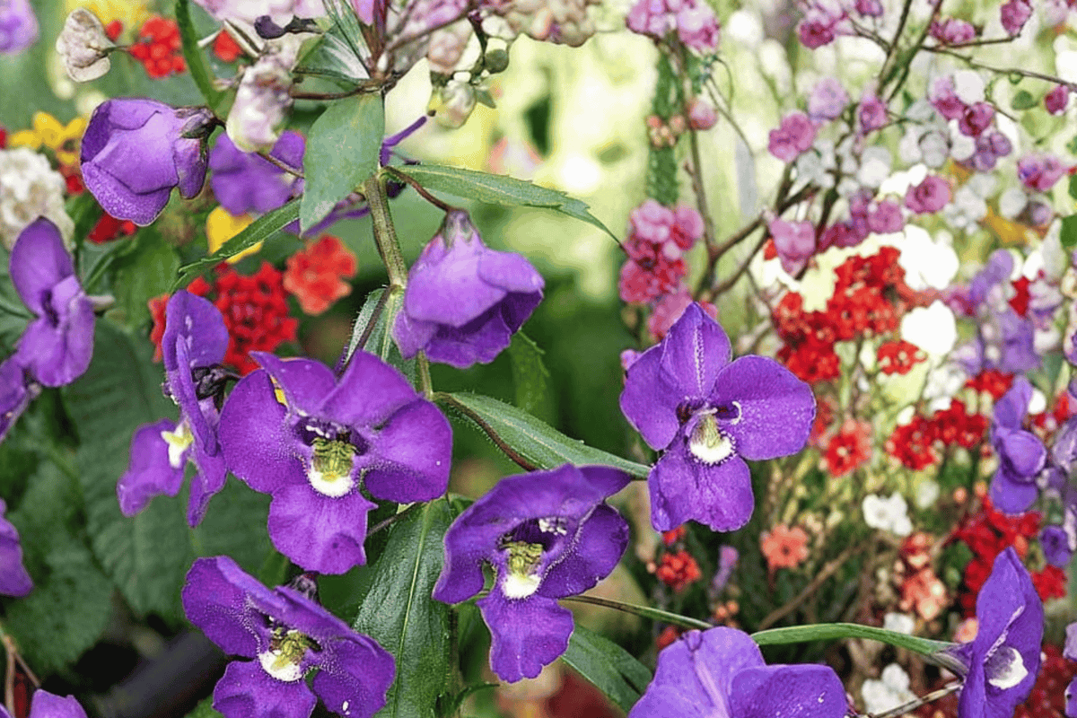 Alonia Big Indigo Summer Snapdragon Angelonia angustifolia 4-Inch Live Plant