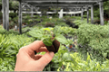 Seed-Grown Anthurium Crystallinum x Magnificum Starter Plants (2) – Plug