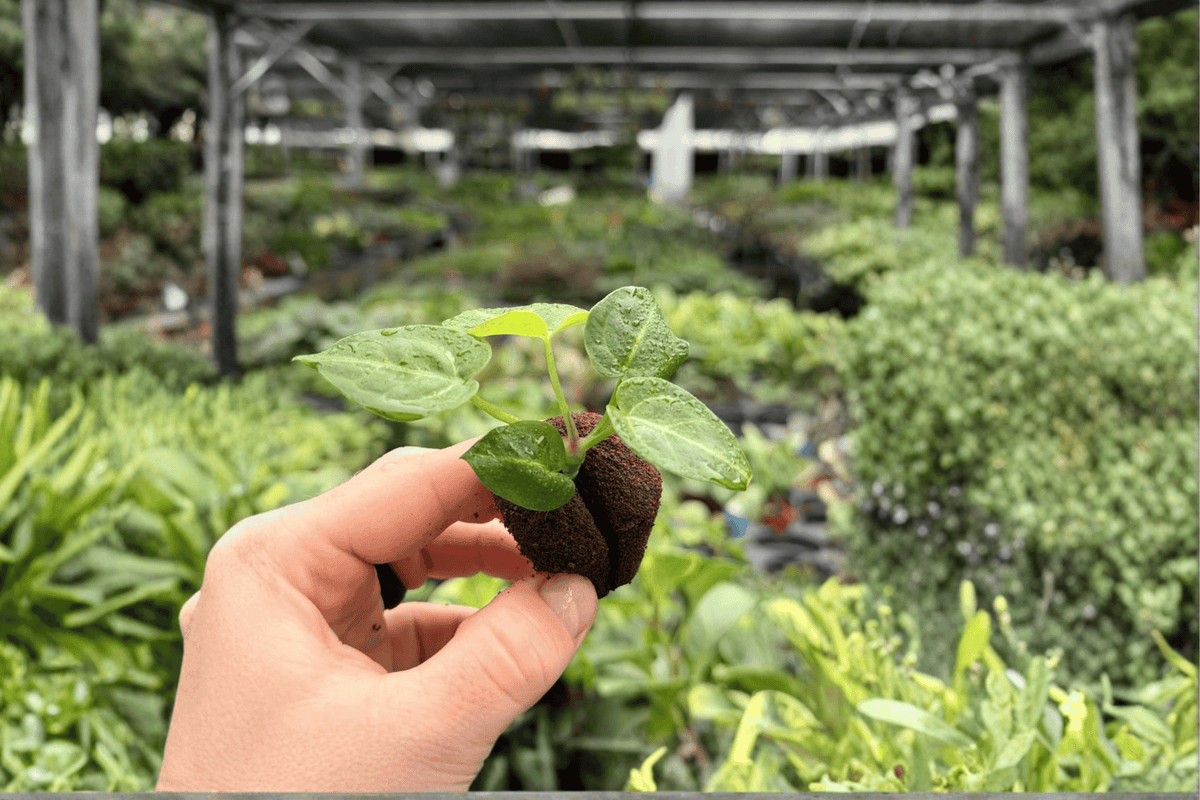 Seed-Grown Anthurium Crystallinum x Magnificum Starter Plants (2) – Plug