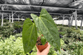 Anthurium Hoffmannii x Red Gunsal - 2 Live Plants in 4-Inch Pots