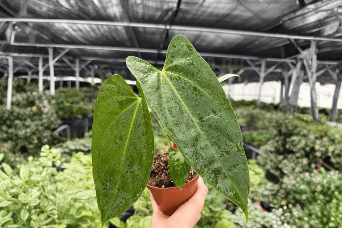 Anthurium Hoffmannii x Red Gunsal - 2 Live Plants in 4-Inch Pots