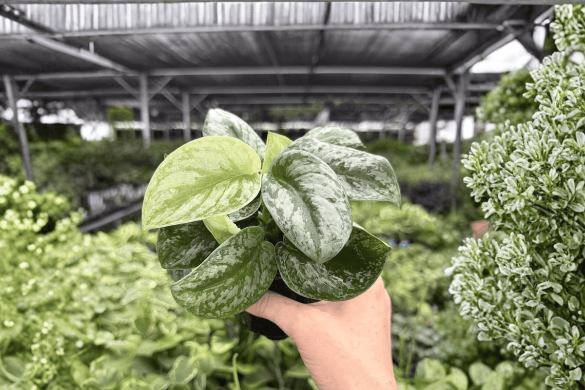 Scindapsus Silver Satin Live Plants – 2 x 4" Pot (Uncertain Pot/Shipping)