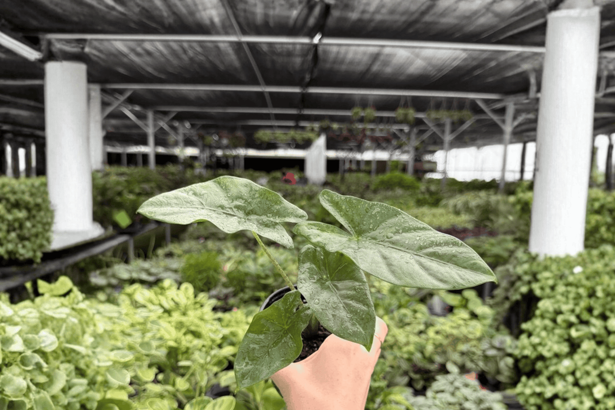 Alocasia Corazon Live Plants - 2 in 4-Inch Pots (Exact Plants)