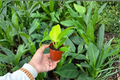 Philodendron Moonlight Starter Plants (2) - Bare Root, 2-Inch Pots