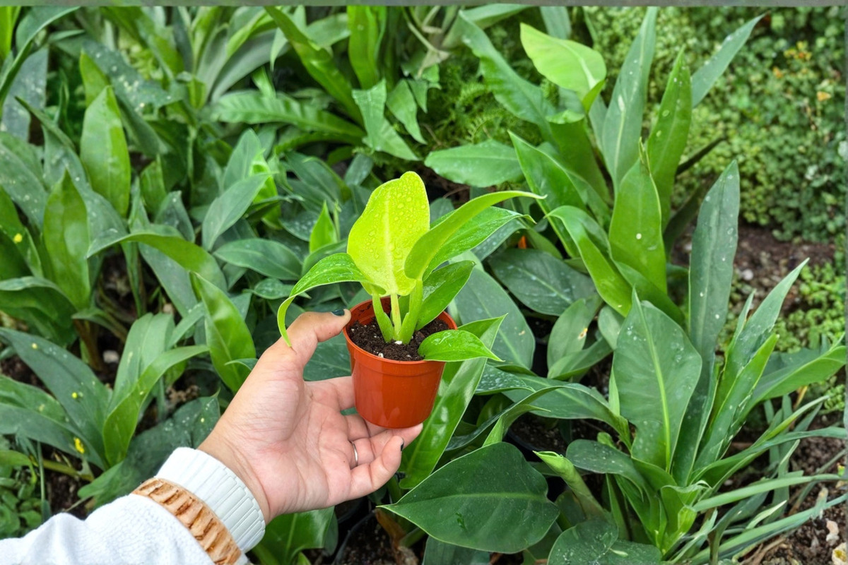 Philodendron Moonlight Starter Plants (2) - Bare Root, 2-Inch Pots