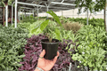 Alocasia Corazon - 2 Live Plants in 4-Inch Pots | Exact Plants