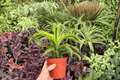 Dracaena Lemon Lime Surprise – 2 Exact Plants, Specific 4" Pot (Bare Root or Pot Status Confirmed)