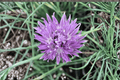 Chives Allium schoenoprasum - 4-Inch Live Plant