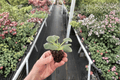 RS Ariel African Violet Starter Plants (2) - 2-Inch Pots, Bare Root Shipping