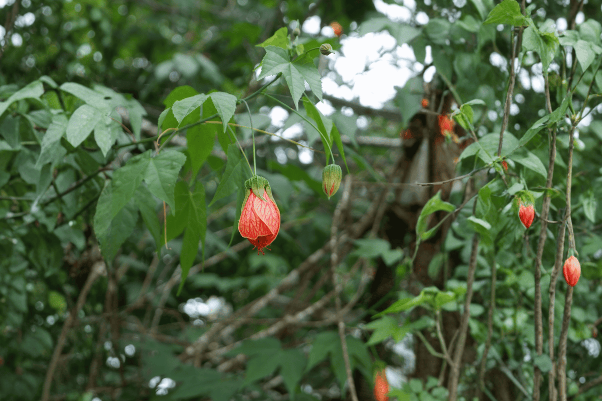 Cristina Flowering Maple Abutilon × hybridum 'Cristina' - 1 Gallon Live Plant