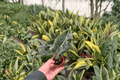 Alocasia Dragon’s Tooth (Alocasia longiloba) - 2 Live Starter Plants, 2-Inch Nursery Size, Bare Root