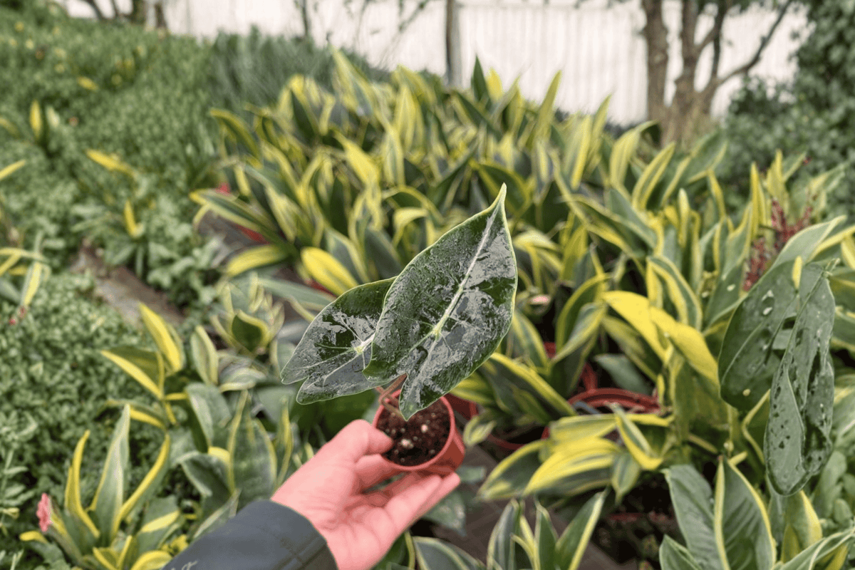Alocasia Dragon’s Tooth (Alocasia longiloba) - 2 Live Starter Plants, 2-Inch Nursery Size, Bare Root