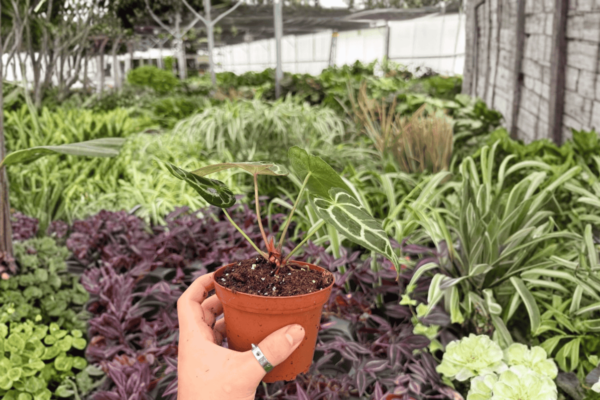 Anthurium Hoffmannii x Green Mamba - 2 Exact 4-Inch Potted Hybrid Plants