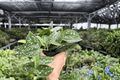 Scindapsus pictus ‘Silvery Ann’ - 2 Live Plants in 4-Inch Pots