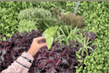 Alocasia odora 'Batik' Snow Odora Variegated Starter Plants — 2 Live Bare-Root 2-Inch Pots