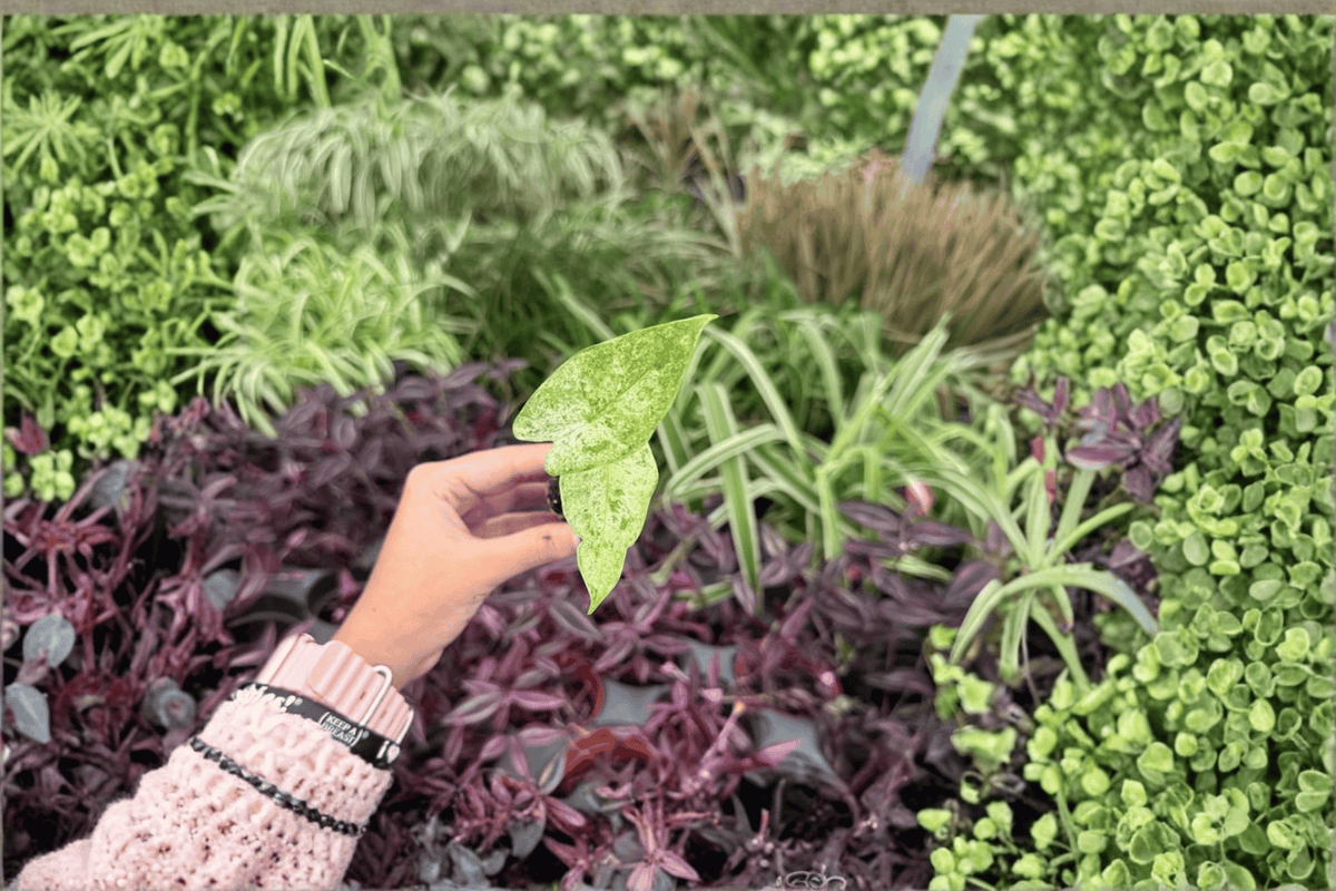 Alocasia odora 'Batik' Snow Odora Variegated Starter Plants — 2 Live Bare-Root 2-Inch Pots