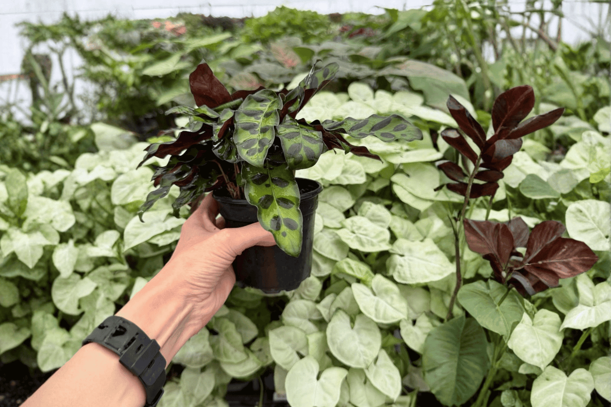 Rattlesnake Calathea Goeppertia insignis 2 Live Plants in 4-Inch Pots