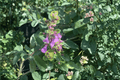 Teucrium chamaedrys 'Summer Sunshine' Wall Germander - 4-Inch Live Plant