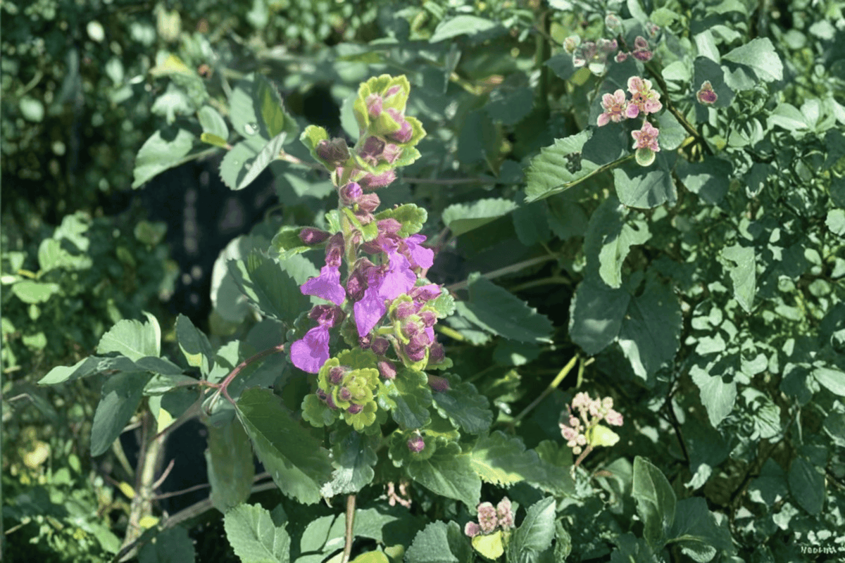 Teucrium chamaedrys 'Summer Sunshine' Wall Germander - 4-Inch Live Plant