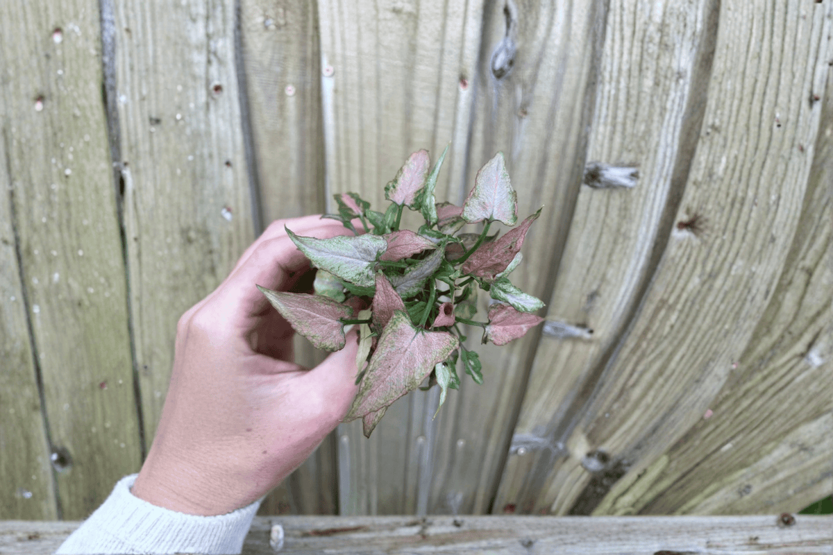 Syngonium Neon Pink Starter Plants (2) – Syngonium podophyllum