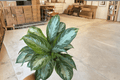 Aglaonema Silver Bay Live Plant Pair - 6-Inch Pots
