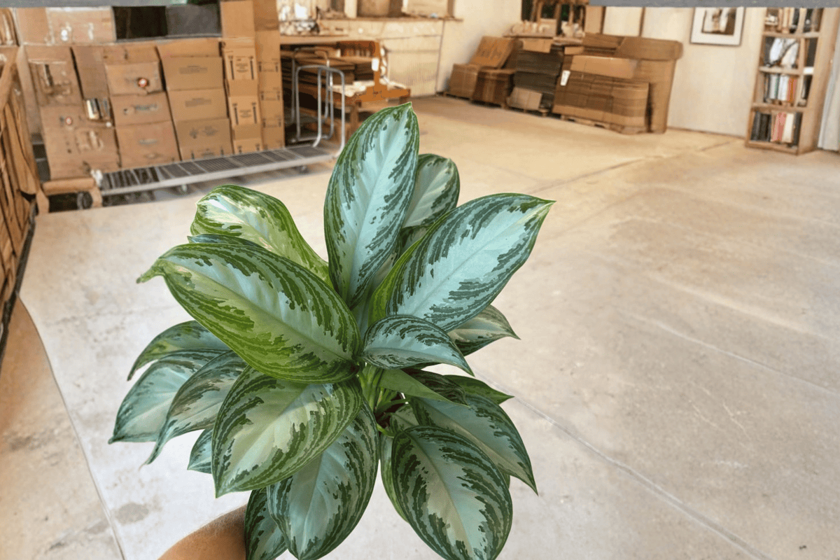 Aglaonema Silver Bay Live Plant Pair - 6-Inch Pots