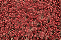 Dragon's Blood Stonecrop Sedum spurium - 4-Inch Live Plant (1) in Pot