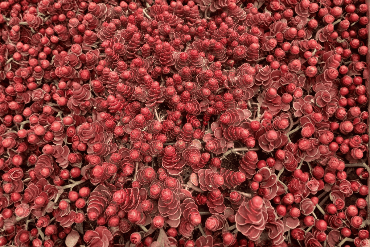 Dragon's Blood Stonecrop Sedum spurium - 4-Inch Live Plant (1) in Pot