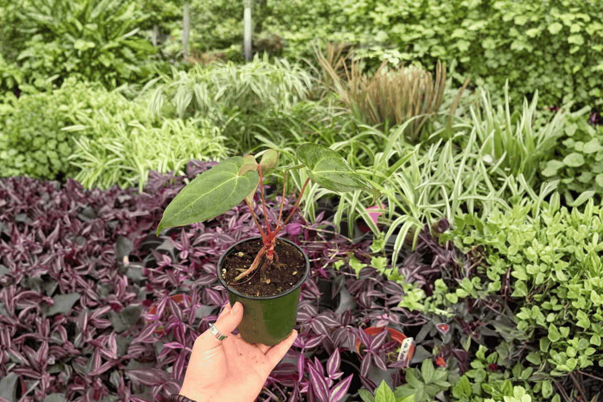 Anthurium FS x Blue Papi - 2 Live Plants in Pots (Exact Plants)