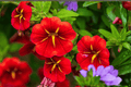 Calibrachoa MiniFamous Neo Red Hawaii Million Bells | 4-Inch Pot
