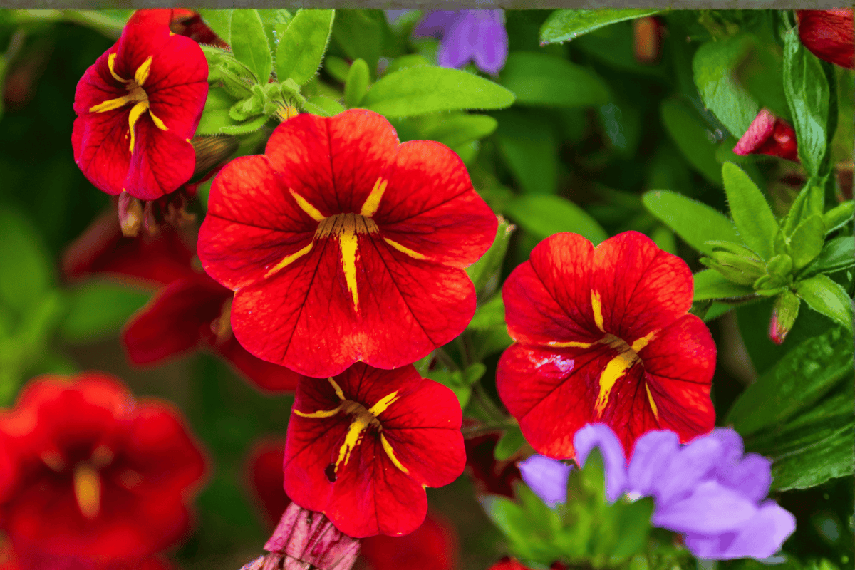Calibrachoa MiniFamous Neo Red Hawaii Million Bells | 4-Inch Pot