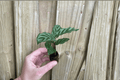 Calathea Freddie 2 Live Starter Plants | Goeppertia concinna – 2-Inch Pots