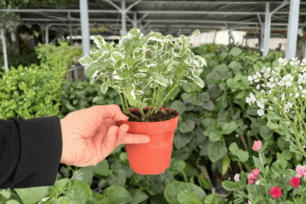 Alternanthera Snow Queen - 2 Live Plants in 4-Inch Pots (Exact Plants)