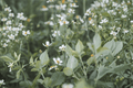 Bidens ferulifolia 'White Delight' Beggarticks Live Plant in 4-Inch Pot