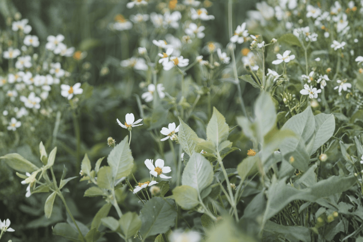 Bidens ferulifolia 'White Delight' Beggarticks Live Plant in 4-Inch Pot