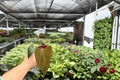 Anthurium Legend x Dark Phoenix - 2 Exact 4-Inch Live Plants