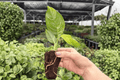 Variegated Rhaphidophora Puberula - 2 Live Starter Plants