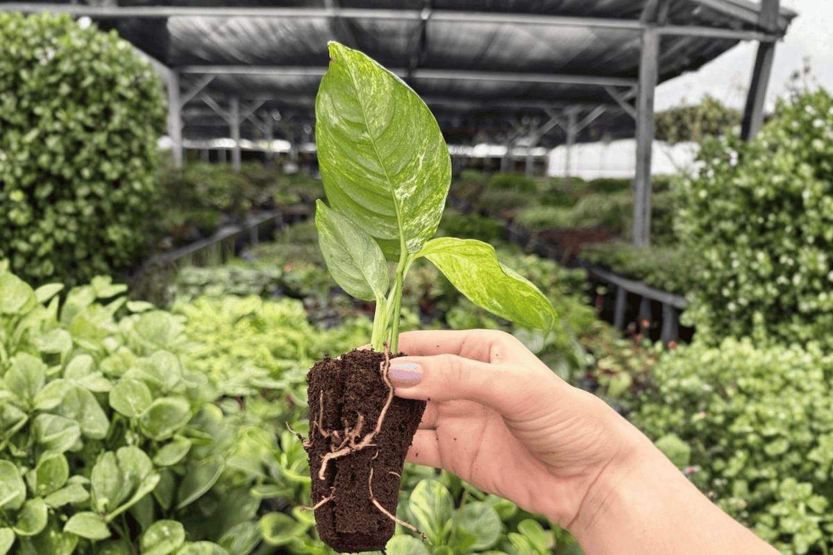 Variegated Rhaphidophora Puberula - 2 Live Starter Plants