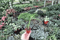 Calathea Zebrina (Goeppertia zebrina) - 2 Live Starter Plants, 2-Inch Pots, Bare Root