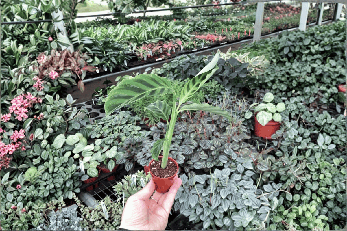 Calathea Zebrina (Goeppertia zebrina) - 2 Live Starter Plants, 2-Inch Pots, Bare Root