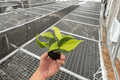 Philodendron Brasil 2 Live Starter Plants - Philodendron hederaceum 'Brasil' (2 plants)