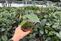 Anthurium Xone x Dressleri - 2 Exact Live Plants in 4-Inch Pots