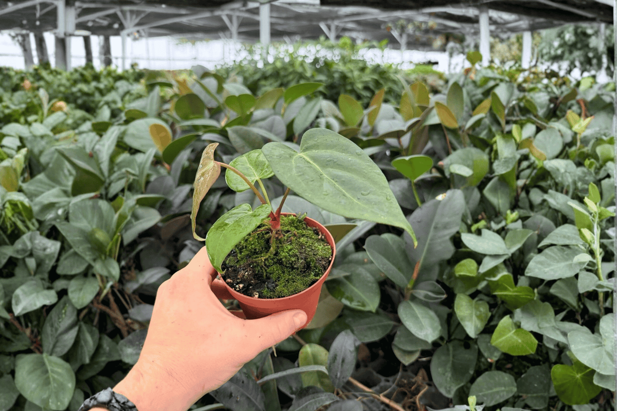 Anthurium Xone x Dressleri - 2 Exact Live Plants in 4-Inch Pots