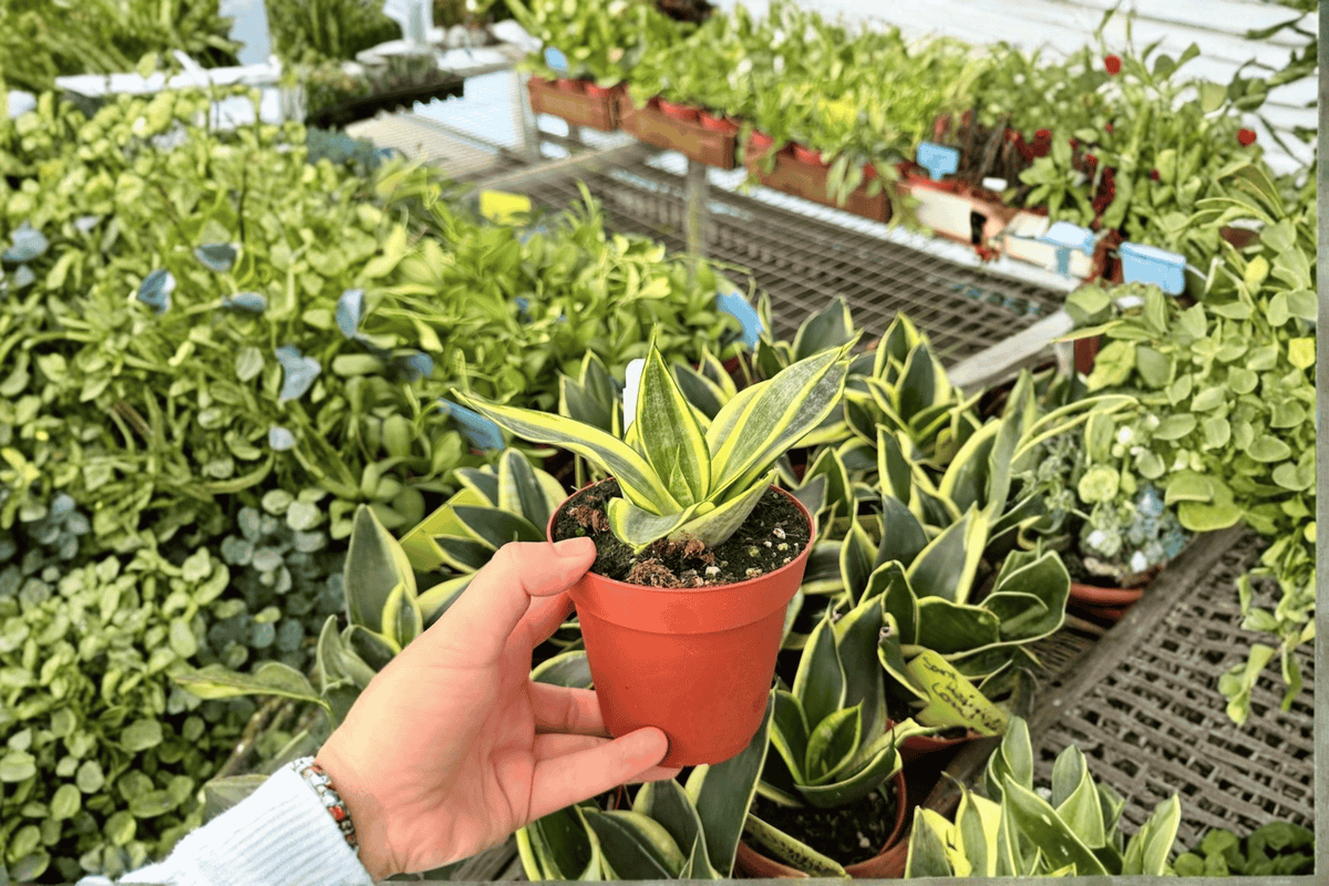 Golden Hahnii Snake Plant - 2 Live Plants in 4-Inch Pots (Dracaena trifasciata 'Golden Hahnii')