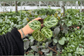Anthurium Dorayaki x MBR - 2 Exact Live Plants in 4-Inch Pots