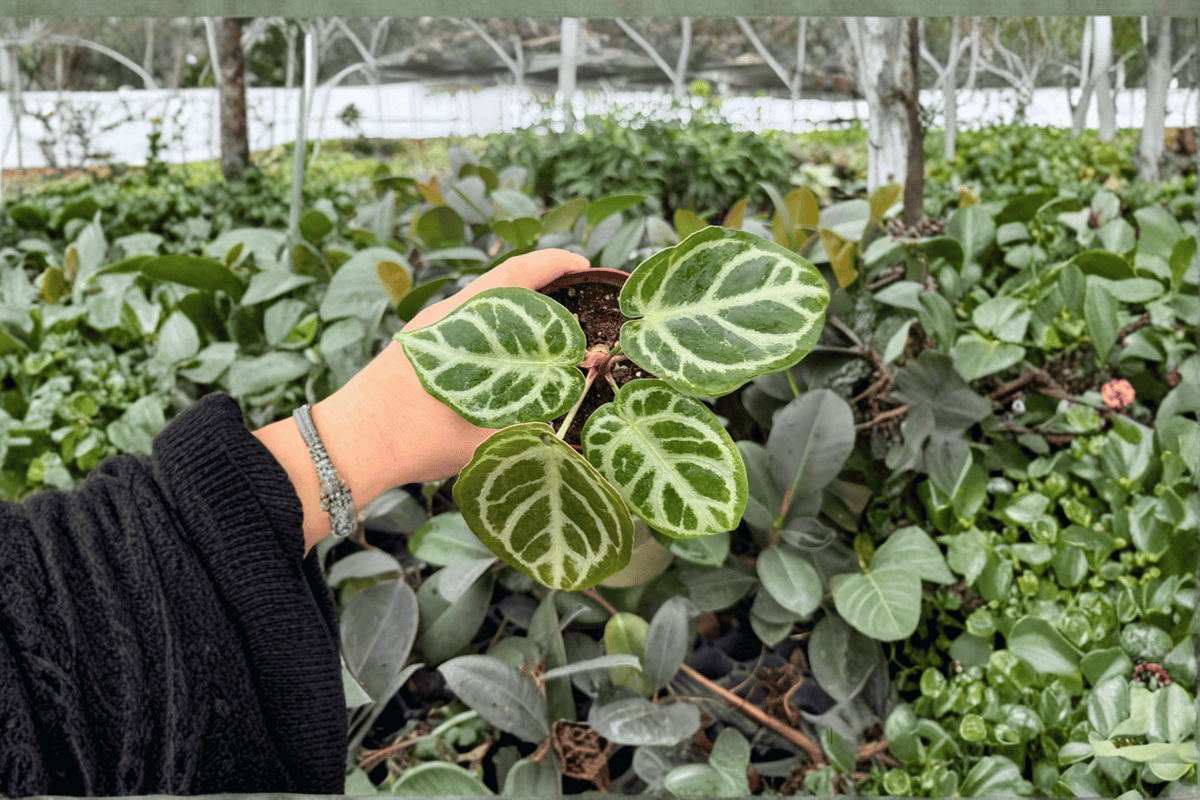 Anthurium Dorayaki x MBR - 2 Exact Live Plants in 4-Inch Pots